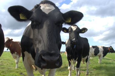 private label vecozuivel